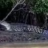 Ada 50 Buaya Muara Hidup Liar di Teluk Dawan, Warga Harus Hati-hati