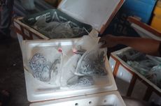 Bea Cukai Teluk Nibung Gagalkan Ekspor Ilegal 100 Ekor Reptil ke Malaysia