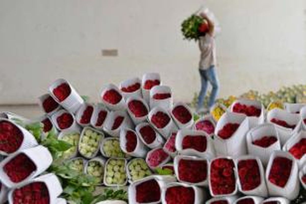 Seorang pekerja membawa bunga mawar setelah acara lelang di International Flower Auction Bangalore (IFAB) Center, India, Kamis, 12 Februari 2015. Bunga-bunga ini akan digunakan untuk menyambut Hari Valentine.
