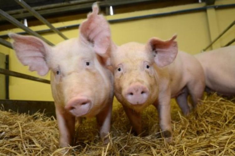 Para ilmuwan telah menghasilkan babi yang kebal dengan virus - disebut Porcine Reproductive and Respiratory Syndrome, atau PRRS.  Hewan-hewan ini tidak menunjukkan tanda-tanda bahwa perubahan dalam DNA mereka memiliki dampak lain pada kesehatan atau kesejahteraan mereka.
