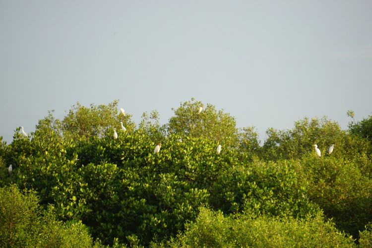 Burung air yang hinggap di hutan mangrove yang ada di Dusun Pesisir Desa Klatakan Situbondo