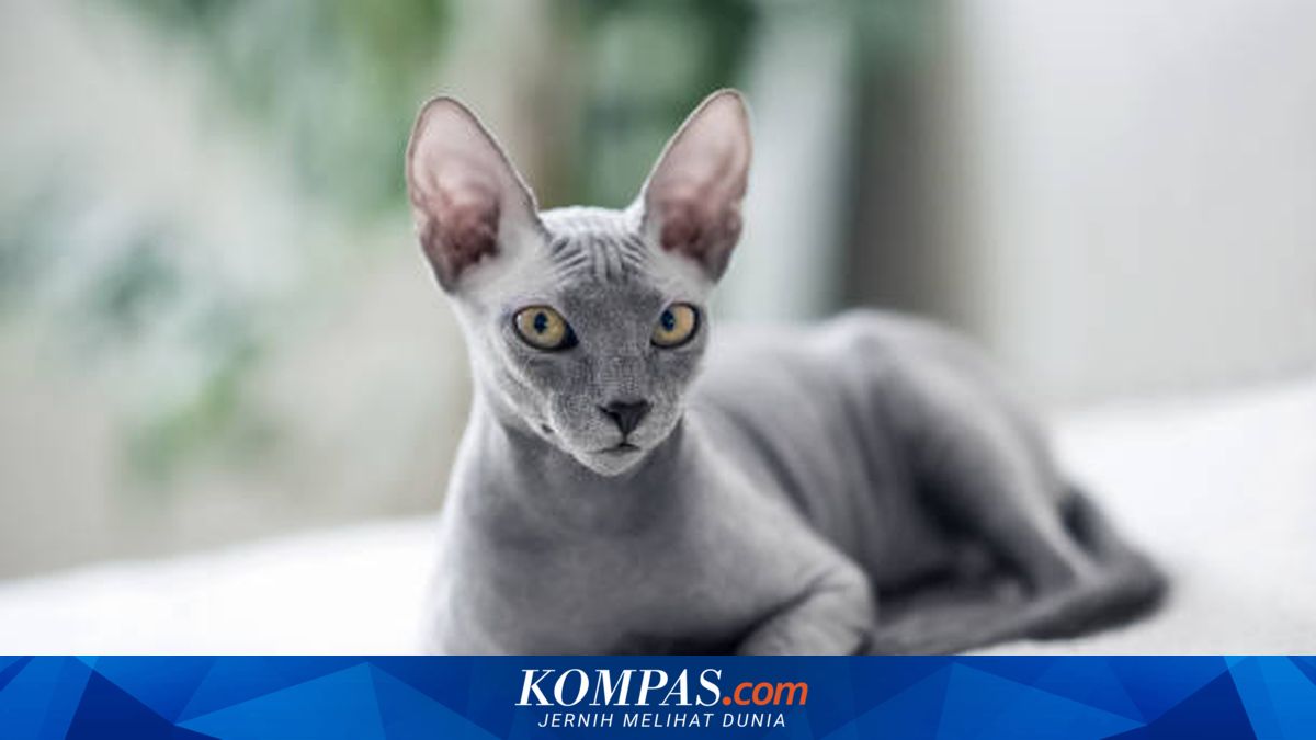 7 Ras Kucing Termahal di Dunia, Ada yang Mencapai Rp 1,8 Miliar