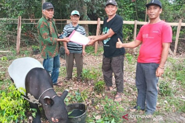 Seekor tapir terluka dan diselamatkan petugas Balai Besar Konservasi Sumberdaya Alam (BBKSDA) Riau bersama tim medis di Desa Lubuk Ambacang, Kecamatan Hulu Kuantan, Kabupaten Kuantan Singingi (Kuansing), Riau, pada Jumat (12/11/2021) . 