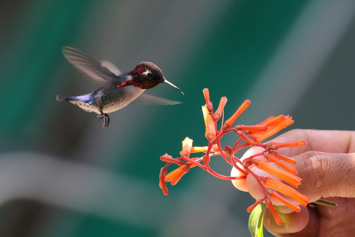 Burung kolibri lebah, burung terkecil di dunia
