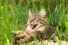 7 Cara Mengusir Kucing yang Suka Menggali Tanah dan BAB di Rumput Pekarangan