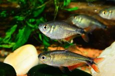 Mengenal Ikan Tetra Buenos Aires yang Bisa Hidup dengan Ragam Kondisi