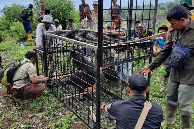 Pemasangan jebakan yang dilakukan tim BKSDA di lokasi titik munculnya harimau yang saat ini telah keluar dari hutan lindung. Konflik harimau dan manusia tersebut, saat ini telah menelan sebanyak lima orang korban jiwa.