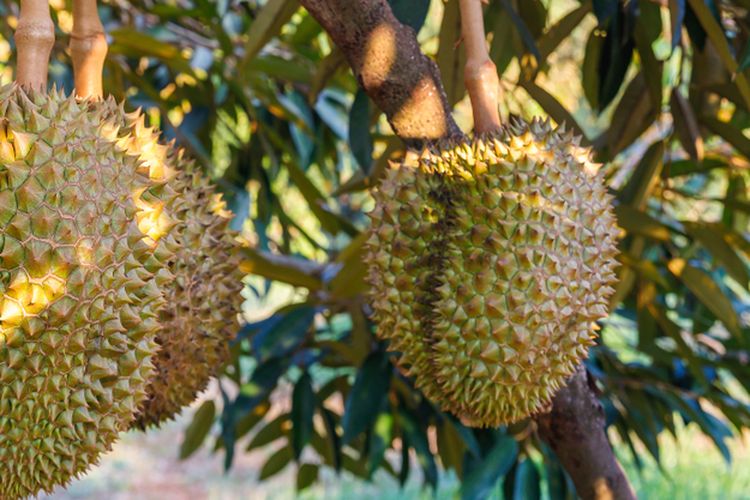 Ilustrasi tanaman durian, pohon durian. 