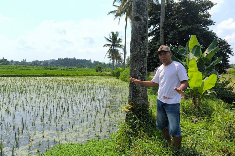 Petani Adukan Gagal Panen ke DPRD Jember, Diduga Tercemar Limbah TPA