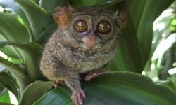 14 dari 15 Jenis Tarsius Ada di Indonesia, tapi Habitatnya Terus Tergerus