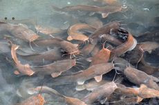 Budi Daya Ikan Lele dengan Sistem Bioflok