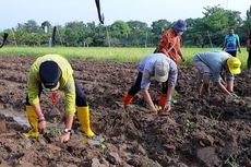 Tekan Inflasi, Pj Bupati Instruksikan Jajaran Distanhorbun Bagikan Bibit Cabai ke Masyarakat