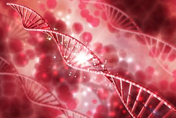 Mengenal Urutan Sistem Peredaran Darah Kecil pada Manusia dan Cara Menjaga Kesehatan Peredaran Darah