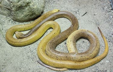 Ular spermani eshakka quyadilar Ular spermani eshakka quyadilar