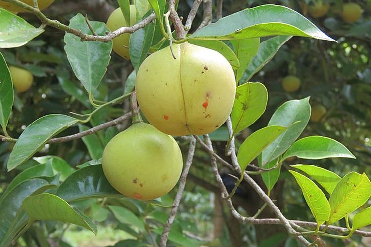 Buah pala di pohon