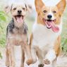 Perilaku Anjing Dipengaruhi Tuannya, Benarkah?