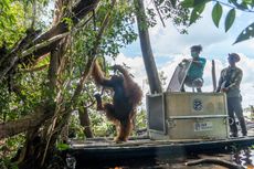 BKSDA Kalbar dan IARI Translokasi Orangutan ke Hutan Rawa Gambut Ketapang
