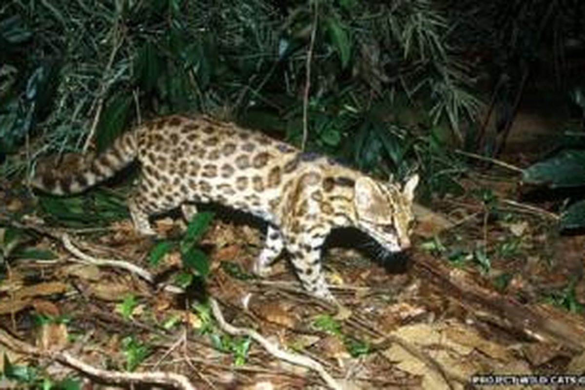 Leopardus guttulus