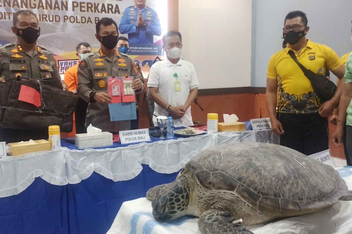 Kepala Bidang Hubungan Masyarakat (Kabid Humas) Polda Bali, Kombes Pol Satake Bayu, saat memimpin rilis pengungkapan kasus penyelundupan penyu hijau dalam keadaan hidup di Maditpolairud Polda Bali, Benoa, Denpasar, Bali, pada Jumat (29/7/2022). Kompas.com/ Yohanes Valdi Seriang Ginta