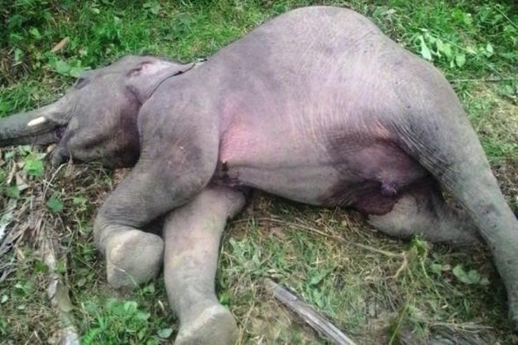 Seekor gajah jantan ditemukan tewas di areal perkebunan sawit milik PT Dwi Kencana Semesta, Desa Jambo Reuhat, Kecamatan Banda Alam, Aceh Timur, Minggu (17/4/2016).