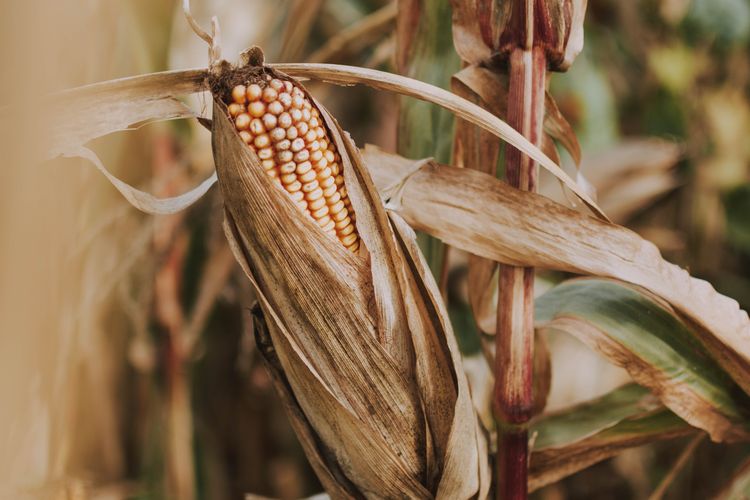 ilustrasi tanaman jagung yang terserang penyakit