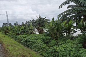 Kisah Para Lansia yang Gantungkan Masa Senja di Bantaran Kanal Banjir Timur...