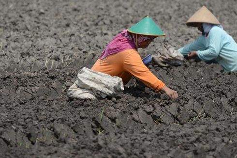 Gerindra: Anggaran Pertanian APBN 2013 Terlalu Kecil