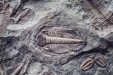 Fosil Trilobita Mampu Mengungkap Masa Lalu Bumi