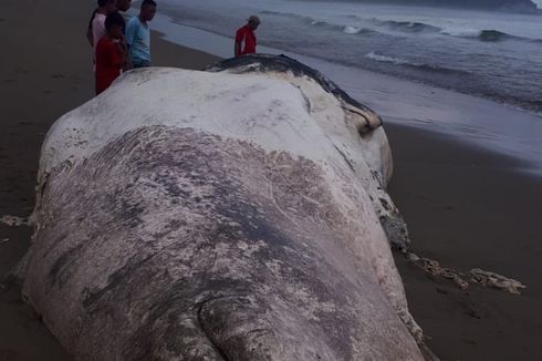 Bangkai Paus Sepanjang 15 Meter Terdampar di Sumba Timur, Gigi dan Sirip Hilang