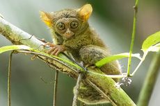 Primata Sulawesi Dibayangi Ancaman Kepunahan