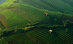 Kementan Tengah Prioritaskan Ekspor Komoditas Pertanian