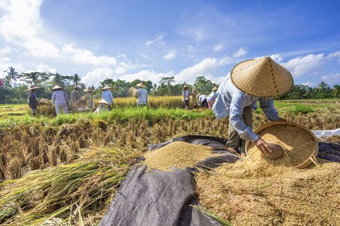 Harga Beras Turun, Perpadi: Petani Jangan Sampai Rugi