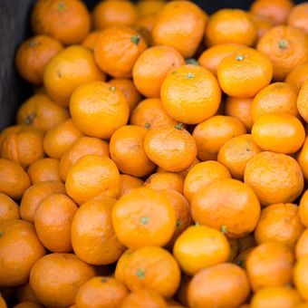 ilustrasi jeruk mandarin atau orange mandarin. 