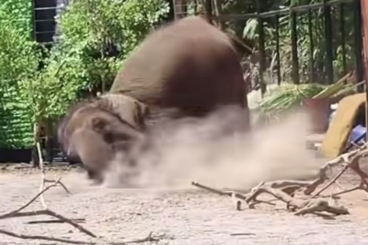 Pawang Tertimpa Gajah Saat Pertunjukan di Lembang Park & Zoo, Alami Dislokasi Paha