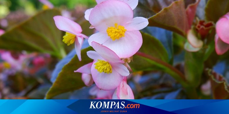7 Tanaman Hias Berbunga yang Bisa Tumbuh dengan Cahaya Rendah