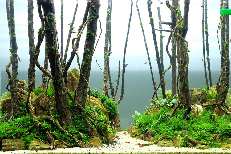 Ilustrasi aquascpae bergaya rainforest