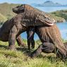 UNESCO Minta Proyek TN Komodo Disetop, Walhi: Pemerintah Harus Akui Kekeliruan