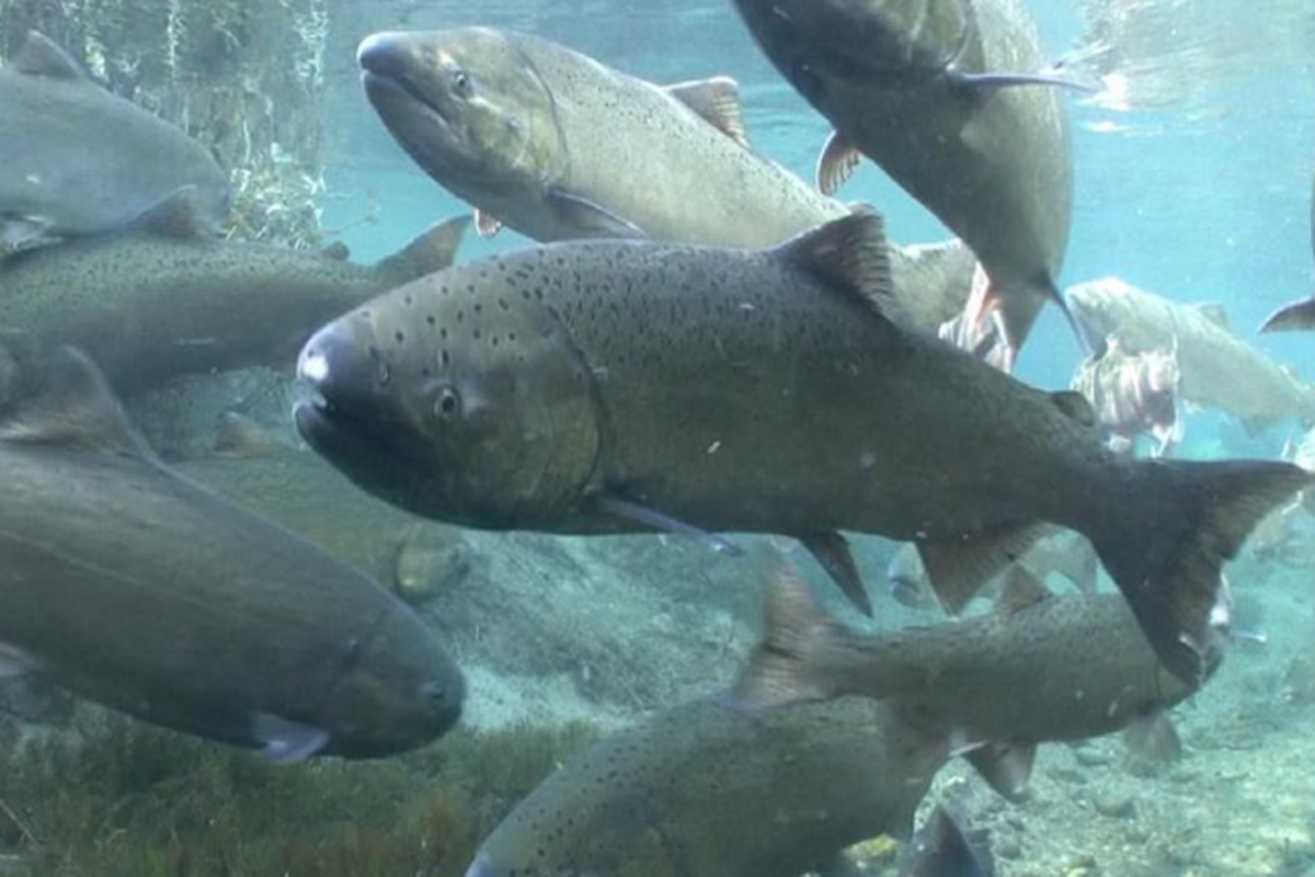 Ratusan salmon chinook muda ditemukan mati di hilir Sungai Yuba, California, Amerika Serikat, usai pipa PLTA New Colgate pecah.