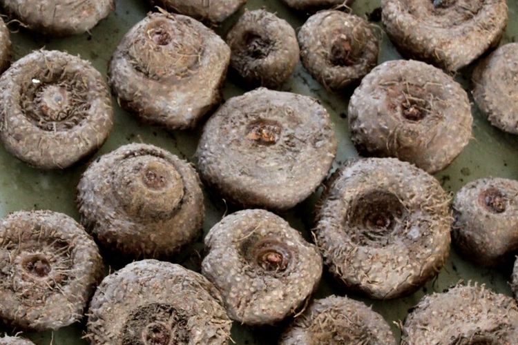 Hasil panen tanaman porang di Kabupaten Cianjur, Jawa Barat.