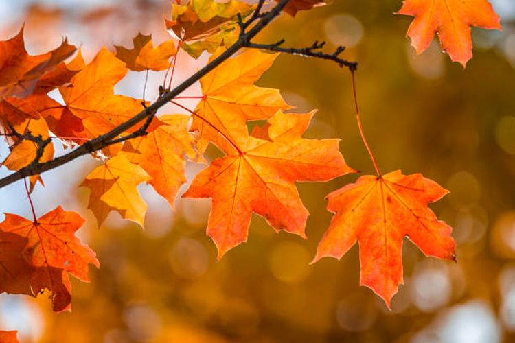 Ilustrasi proses rontoknya daun saat musim gugur.