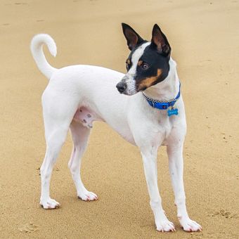 Ilustrasi ras anjing Tenterfield Terrier.