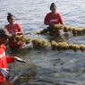 Dulu Krisis, Petani Sumba Timur Kini Panen Enam Ton Bibit Rumput Laut