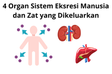 4 Organ Sistem Eksresi Manusia dan Zat yang Dikeluarkan