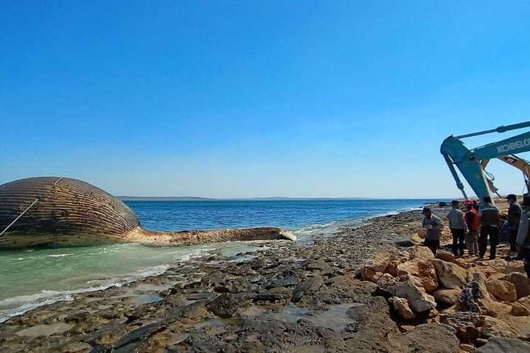 PHOTO:Bangkai paus seberat ratusan ton berada di Pantai di Pantai Oesina, Desa Lifuleo, Kecamatan Kupang Barat, Kabupaten Kupang