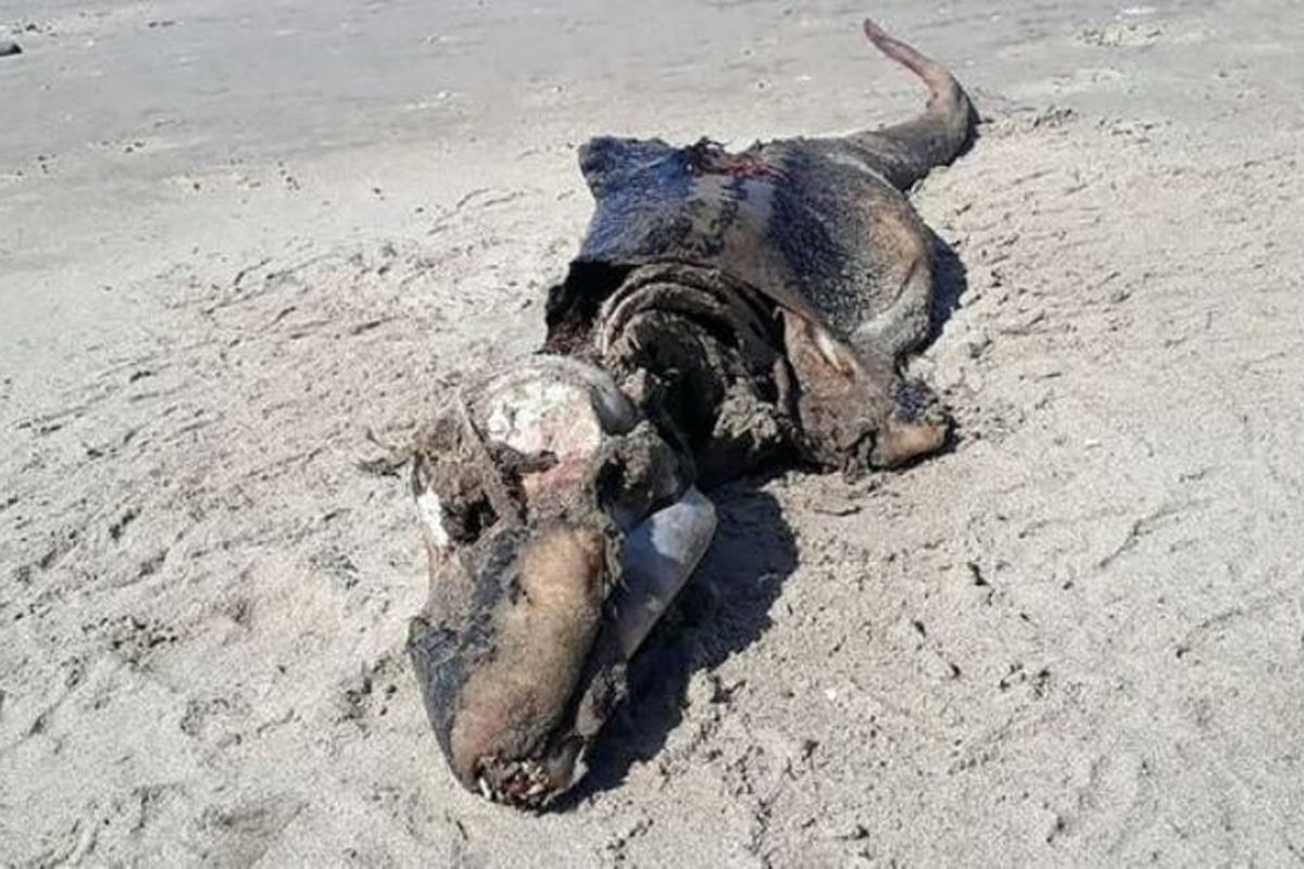 Makhluk yang terdampar di pantai Rhossili, sebelah barat Wales.