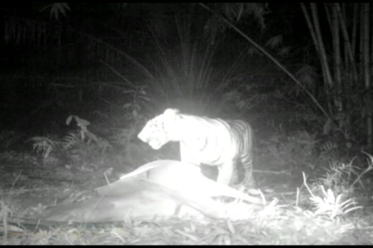 Tangkapan layar video kemunculan harimau sumatera di Desa Lau Damak memangsa cadaver atau bangkai sisa lembu. Pada 25 Desember 2020, 2 ekor lembu warga di desa tersebut dimangsa harimau. Jarak antara kedua bangkai sejauh 100 meter, 150 meter dari pemukiman dan 2 km dari TNGL.