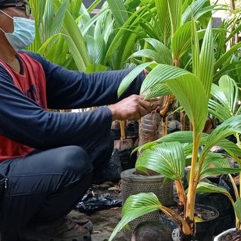 Agus Supriyadi merawat bonsai kelapanya yang ia budidayakan di kawasan hutan Kota Semarang, kompleks Taman Budaya Raden Saleh (TBRS) Semarang, Sabtu (24/7/2021).