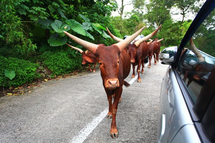 Sekelompok sapi tanduk panjang berjalan di samping mobil wisatawan, Taman Safari Bogor, (31/3/2011). 