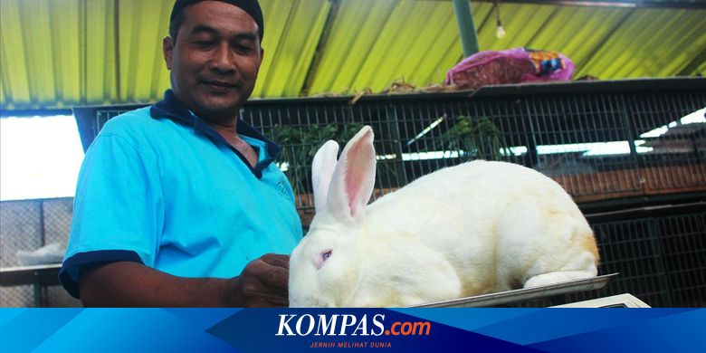 Kisah Suryo Merintis Usaha Hingga Jatuh Cinta Pada Bulu Kelinci