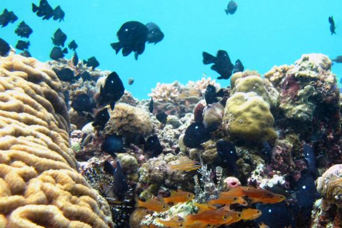 Terumbu karang di Pulau Buton, Sulawesi Tenggara, tak kalah menarik dengan Wakatobi. Laut Teluk Pasarwajo, Kabupaten Buton ini mempunyai 10 spot diving yang indah. Terlihat terumbu karang yang masih terawat baik dipenuhi dengan berbagai jenis ikan.
